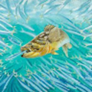 Meet your Posher, Frank